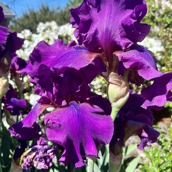 Meet your Posher, Lauren - Picture 1 of 1